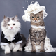 Illustration for article titled Did Your Pet Have a Role in Your Wedding?